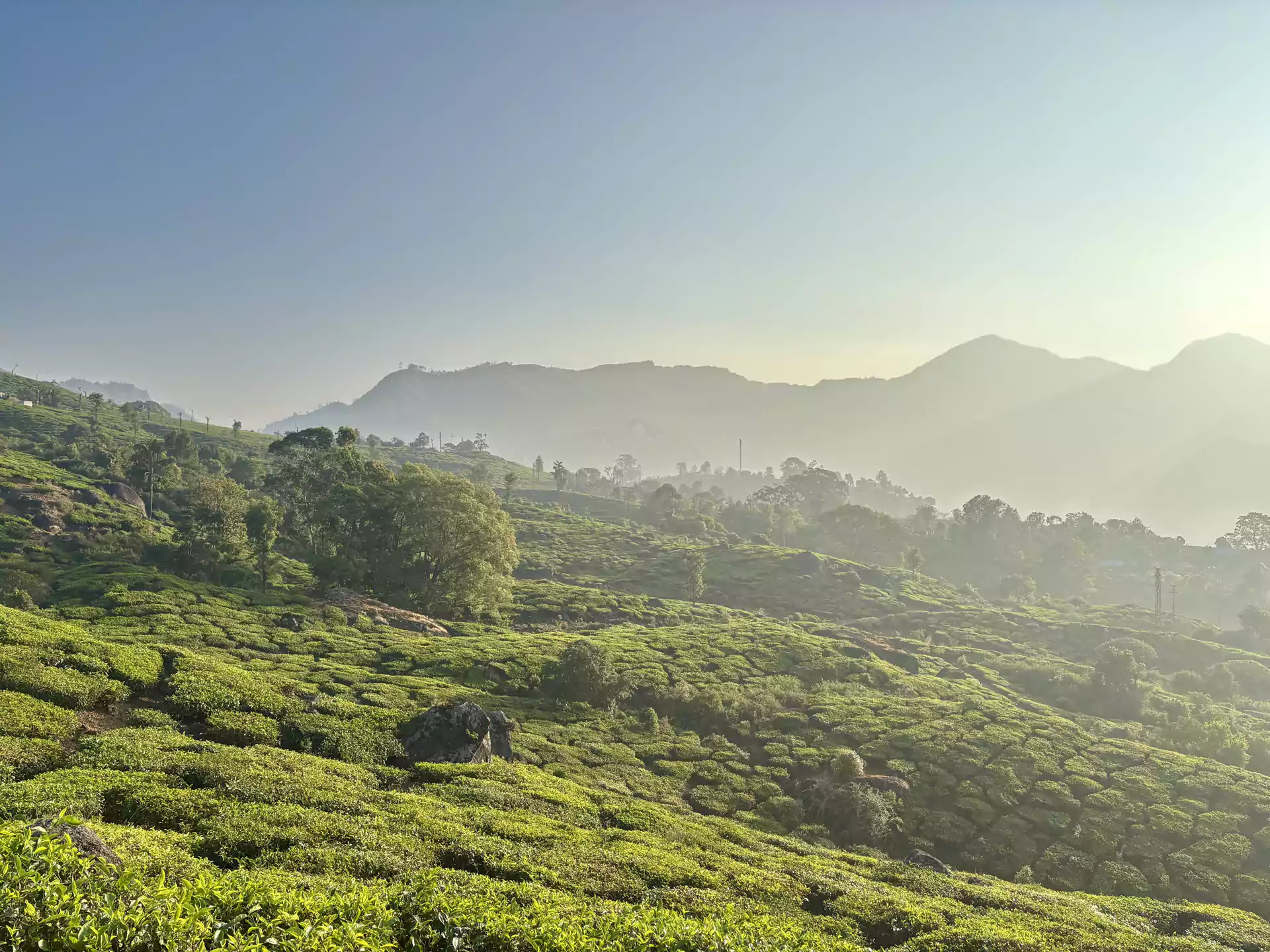 Munnar Tea Plantation