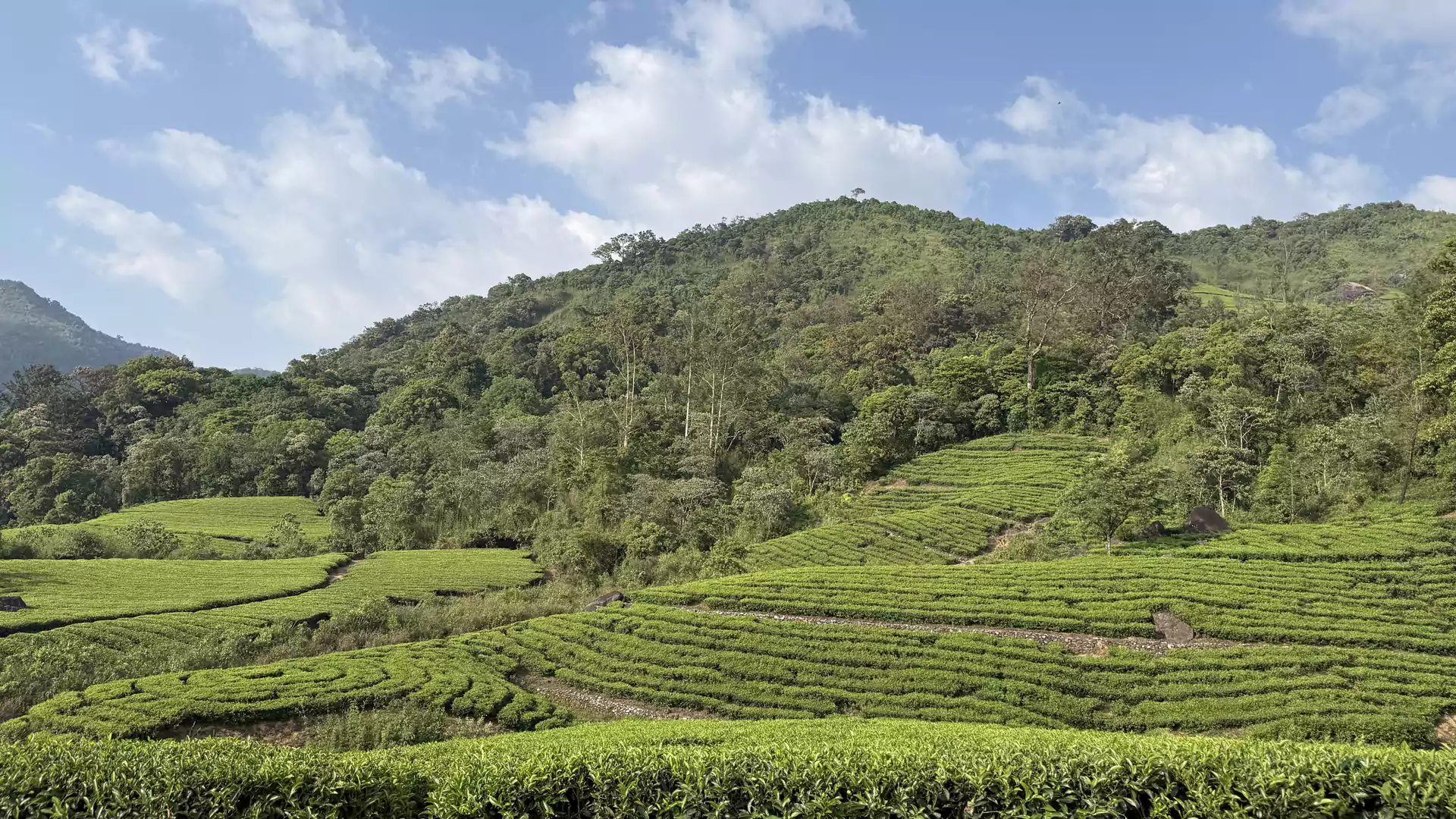 Munnar Kerala tea plantation hills at sunrise — local's travel guide