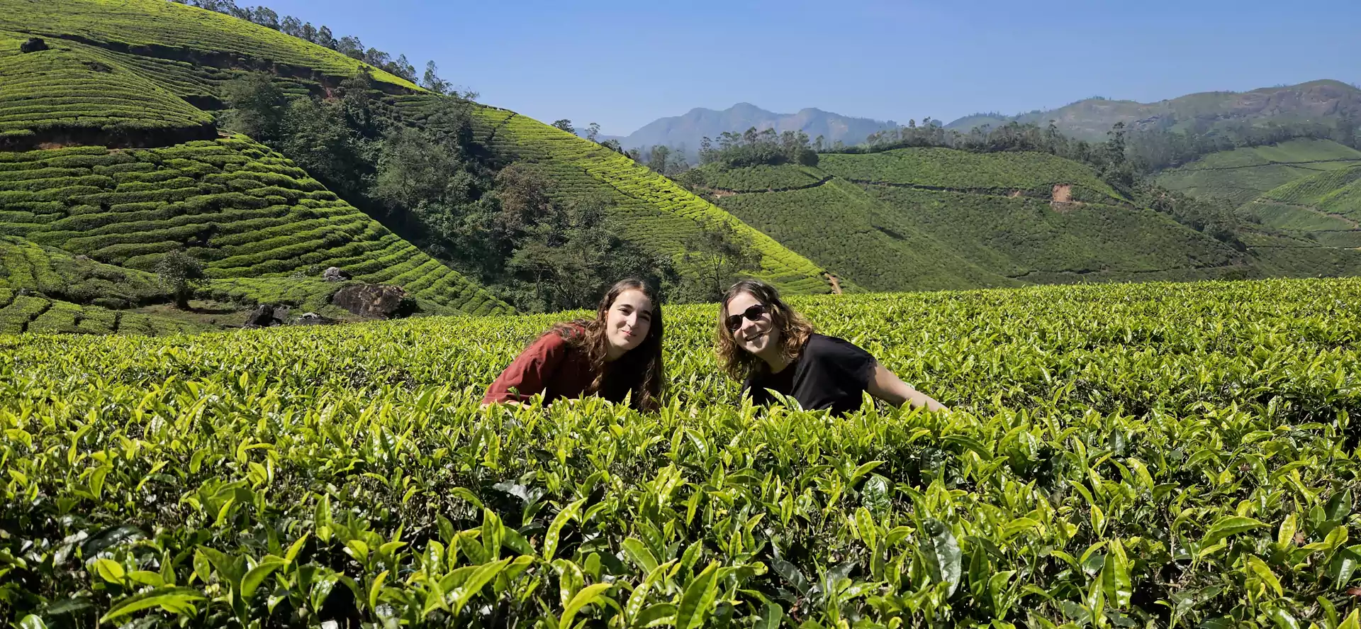 Guests walking through a lush tea plantation near Munnar, enjoying the scenic tea gardens and learning about tea cultivation in Kerala.