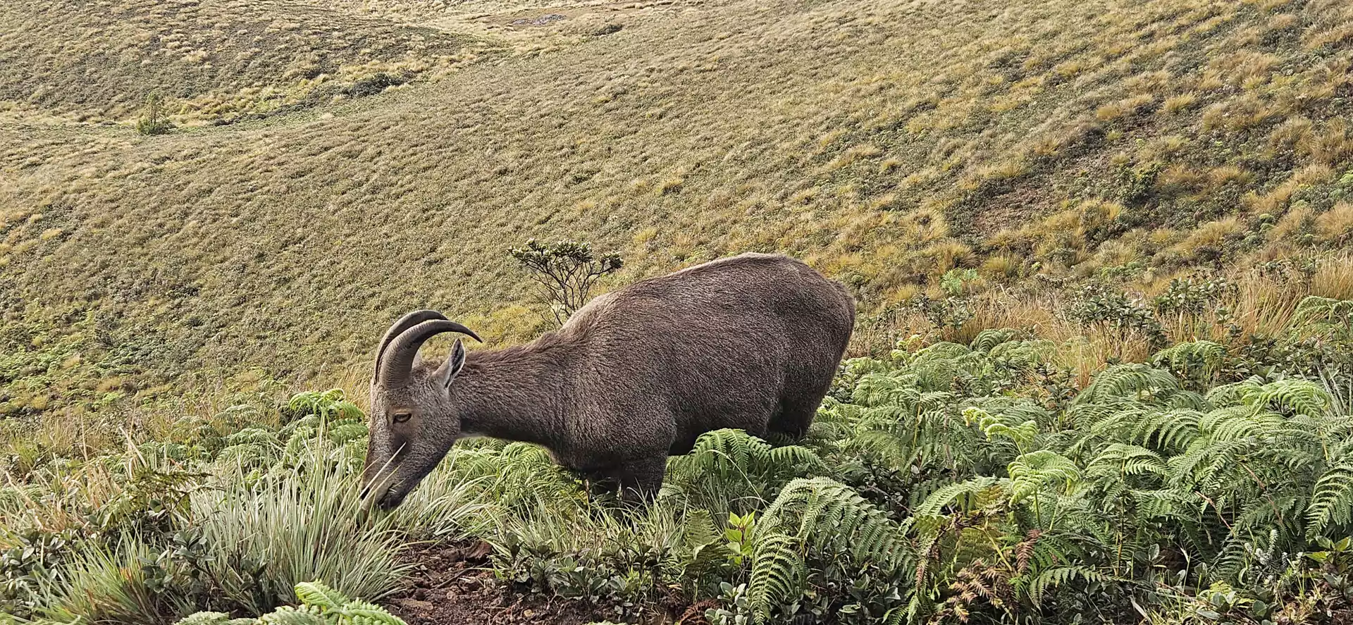 Nilgiri Tahr (Varayadu), the endangered mountain goat of the Western Ghats, grazing in Eravikulam National Park near Munnar, Kerala.
