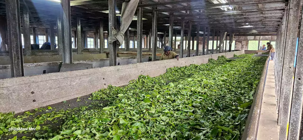 Fresh tea leaves being processed at a traditional tea factory in Munnar, showcasing the journey from hand-picked leaves to premium Kerala tea.