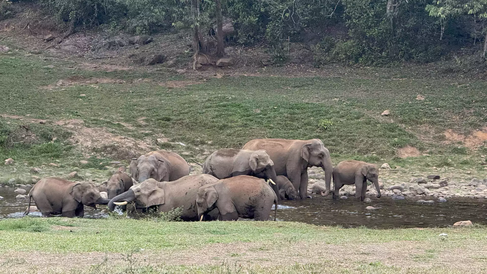Nine wild elephants gathered at Aanakulam near Munnar, a famous destination in Kerala where elephant herds regularly visit the stream amidst the Western Ghats.