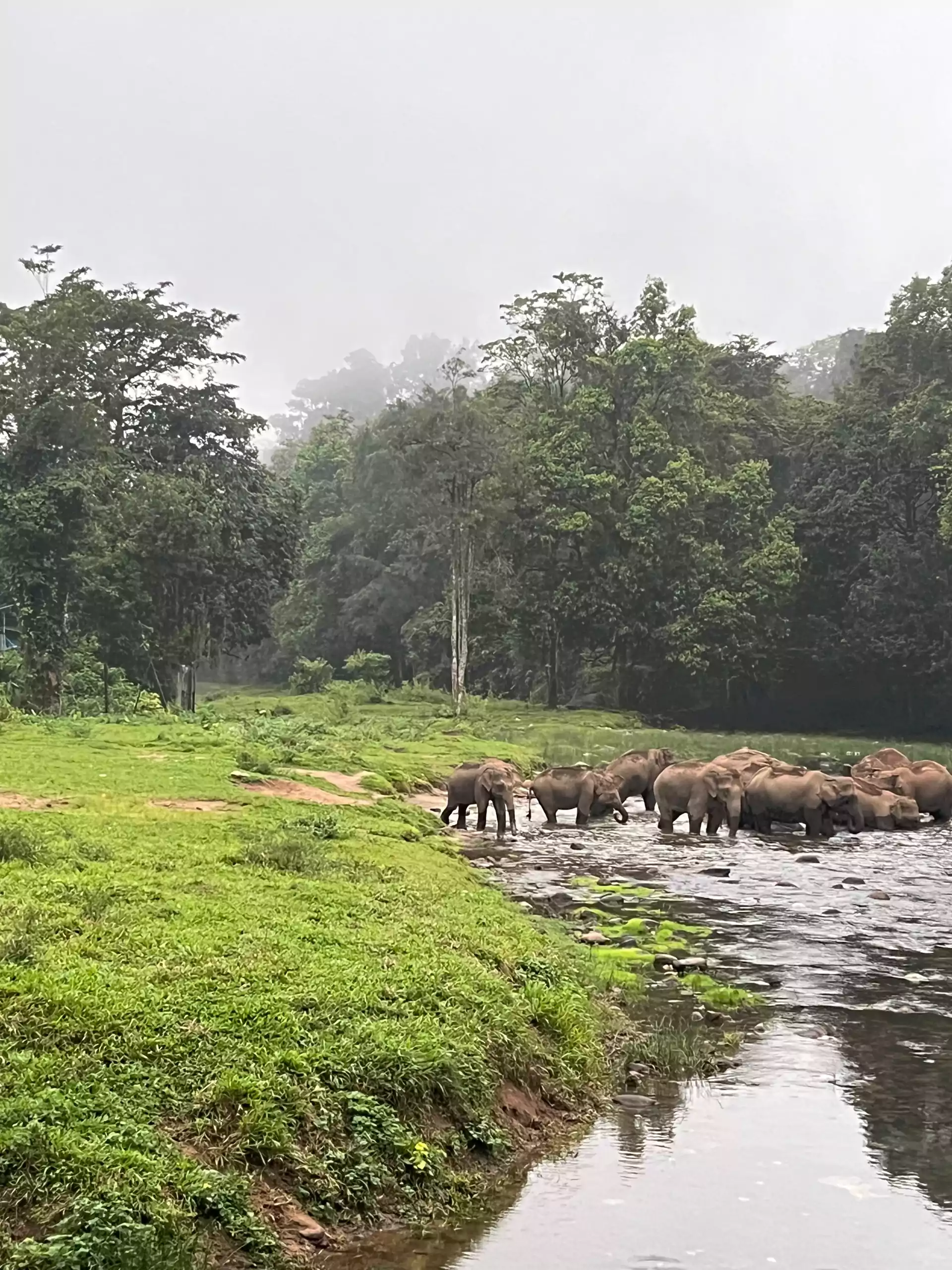Wild elephant herd gathering at Anakkulam during the evening as part of a signature jeep journey near Munnar.