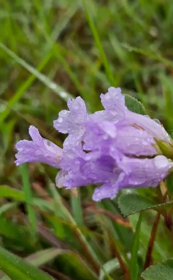 Neelakurinji (Strobilanthes kunthiana) blooming across the misty grasslands of Munnar in the Western Ghats, Kerala