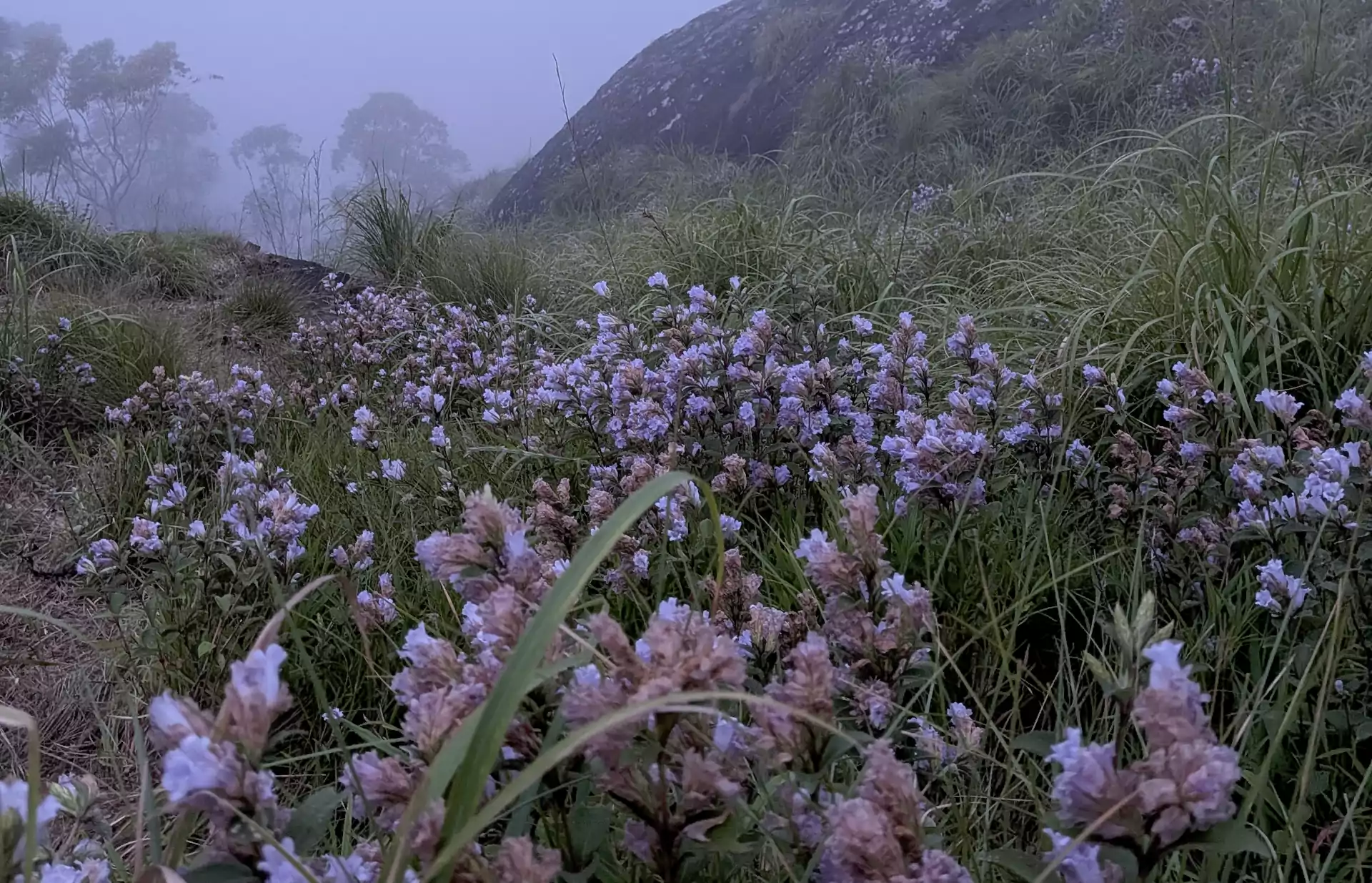 Magical Neelakurinji Bloom