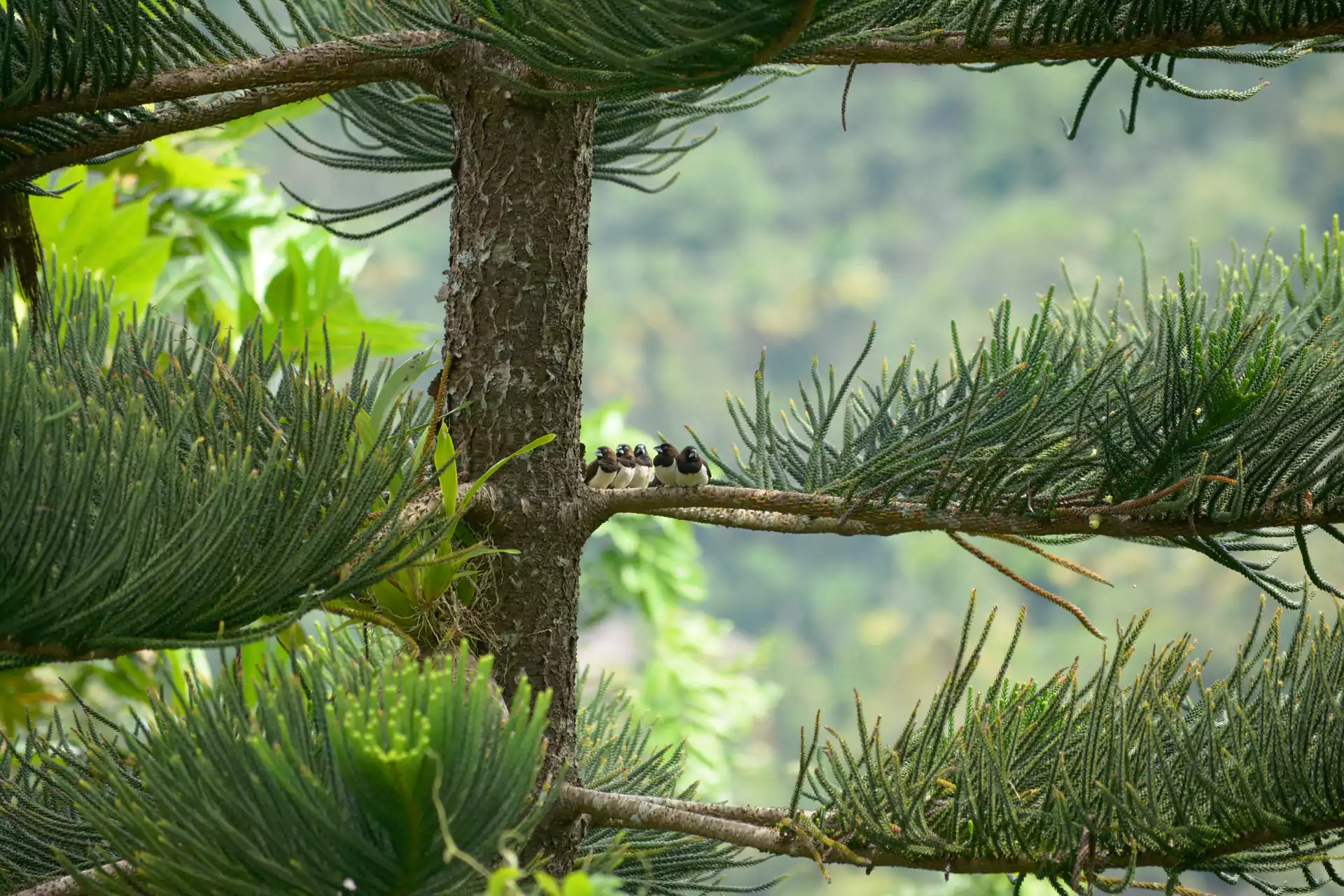 Wake Up to Birdsong in Scevas Garden Home